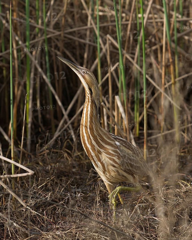 American Bittern in freshwater marsh, Yolo County California