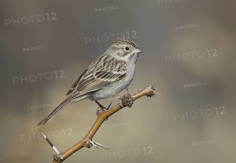 Brewer's Sparrow (Spizella breweri), New Mexico, USA