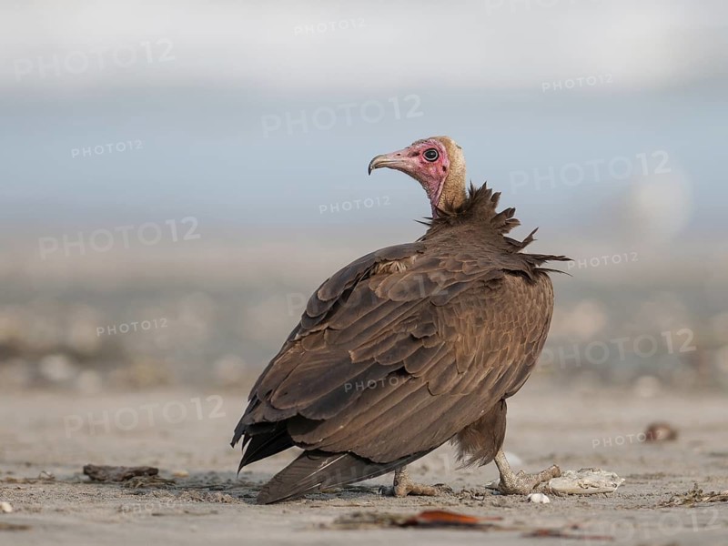 Hooded Vulture (Necrosyrtes monachus), Gambia