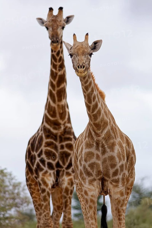 South African giraffes (Giraffa camelopardalis giraffa), two adult animals, walking under a cloudy sky, animal portrait, Kgalagadi Transfrontier Park, Northern Cape, South Africa