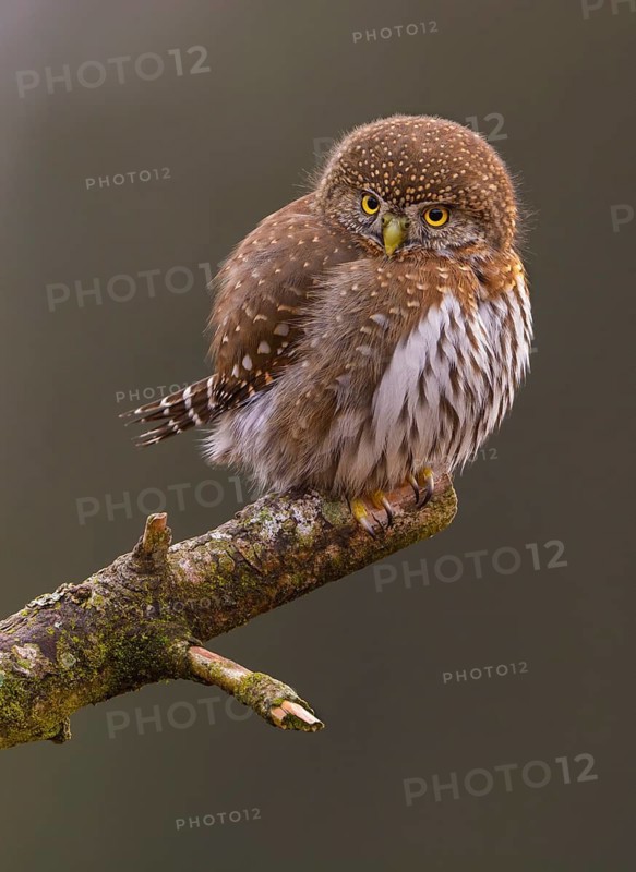 Northern Pygmy Owl (Glaucidium californicum) perched on a branch, British Columbia, Canada