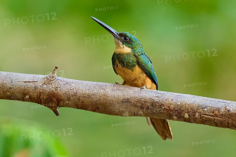 A colourful bird sitting on a branch in green surroundings, Rufous-tailed jacamar (Galbula ruficauda), Pantanal, Mato Grosso, Brazil