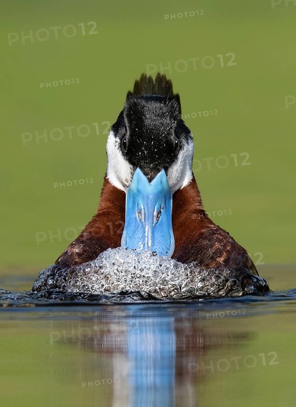Ruddy Duck (Oxyura jamaicensis) male, British Columbia, Canada