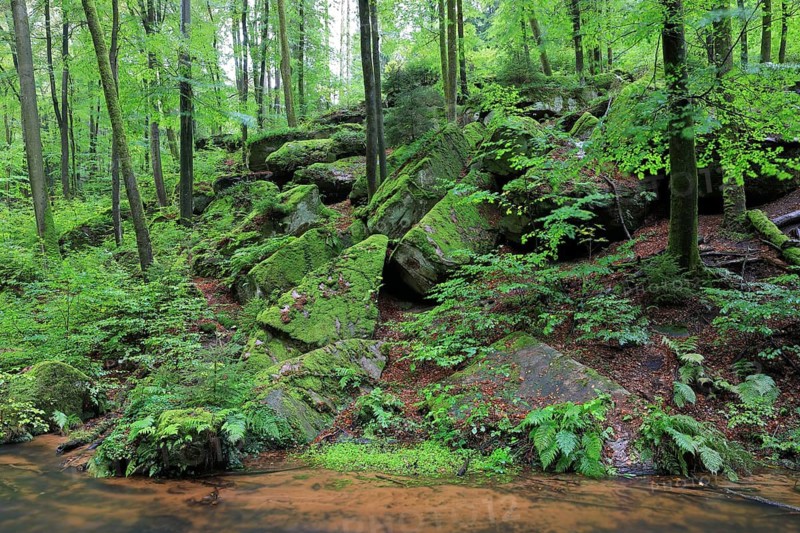 Stream, beech, beech forest, beech family (Fagaceae), gorge, stones, Karlstal gorge, Trippstadt, Palatinate Forest, Rhineland-Palatinate, Germany