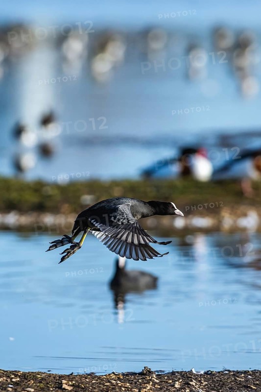 Eurasian Coot, Fulica atra, bird in flight over winter marshes