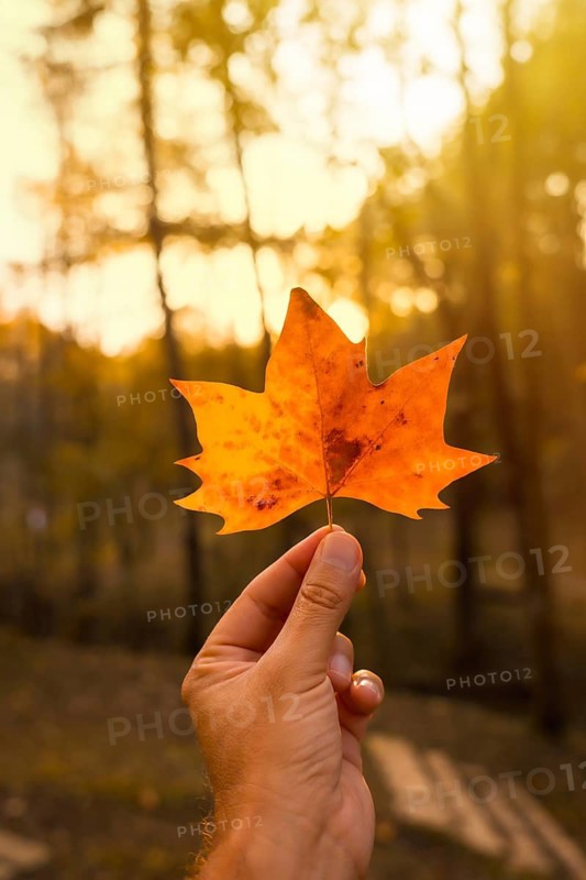 Sunset in an autumn afternoon of a man's hand with a brown leaf, autumn landscapes, vertical photo