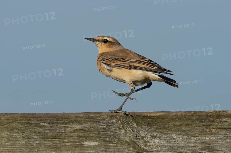 Northern wheatear (Oenanthe oenanthe) adult female bird on a fence, RSPB Frampton marsh nature reserve, Lincolnshire, England, United Kingdom