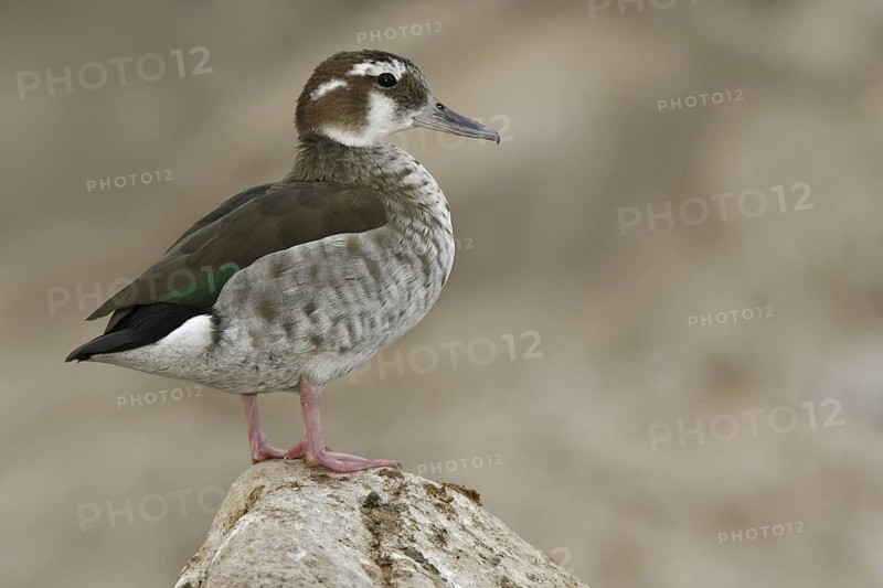 Ringed Teal (Callonetta leucophrys), Arizona, USA