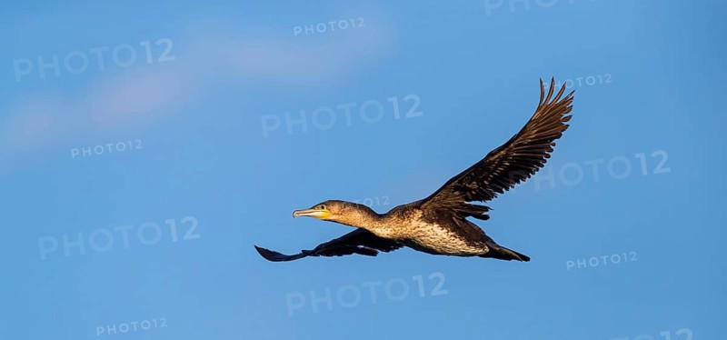White-breasted Cormorant, (Phalacrocorax lucidus), aerial view, blue sky, side view, Africa, False Bay Nature Reserve Strandfontein Sewage Works, Cape Town, Western Cape, South Africa