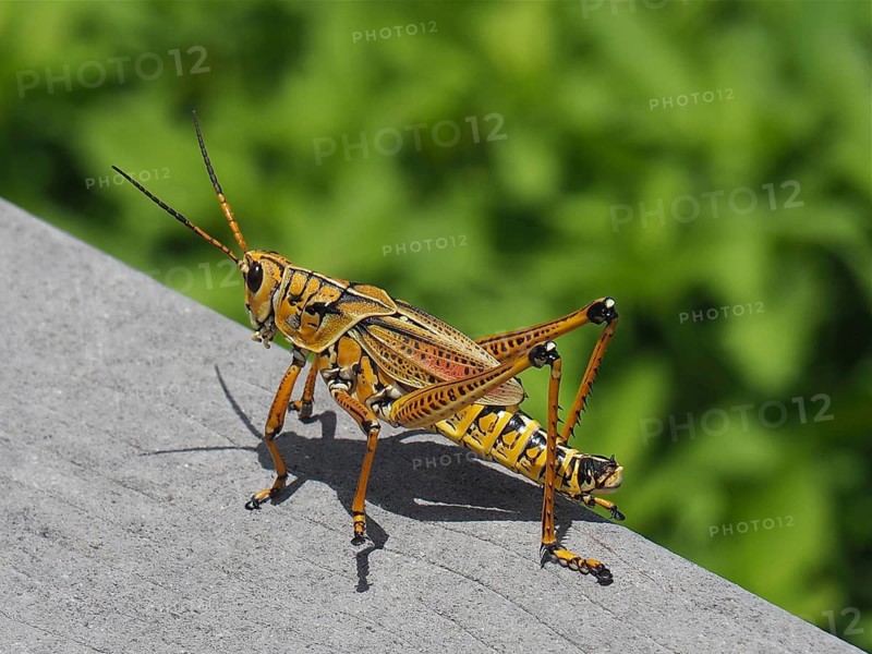 Short-fingered grasshopper (Romalea microptera)