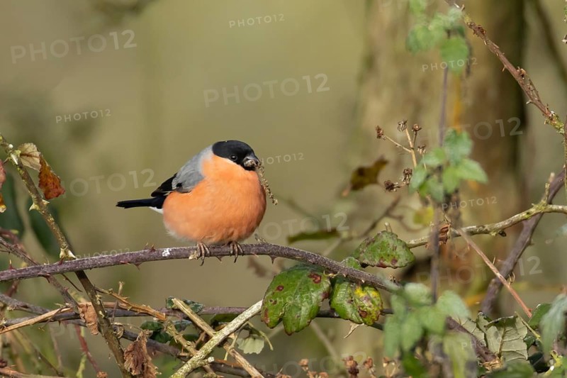 Eurasian bullfinch (Pyrrhula pyrrhula) adult male bird feeding on nettle seeds in a hedgerow in winter, Suffolk, England, United Kingdom