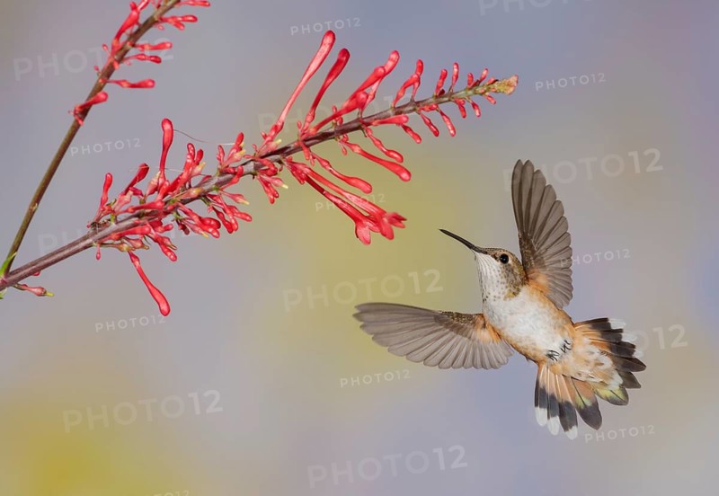 Rufous Hummingbird (Selasphorus rufus) flying while feeding at flower nectar, Texas, USA