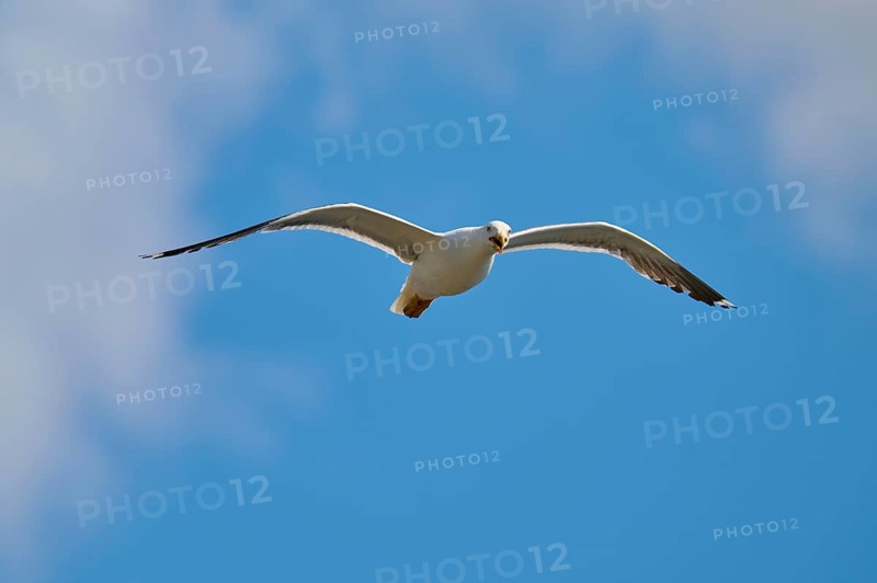 A gull flies majestically high in the sky, Great Black-backed Gull (Larus marinus), Seahouses, Inner Farne, Farne Islands, Northumberland, England, Great Britain