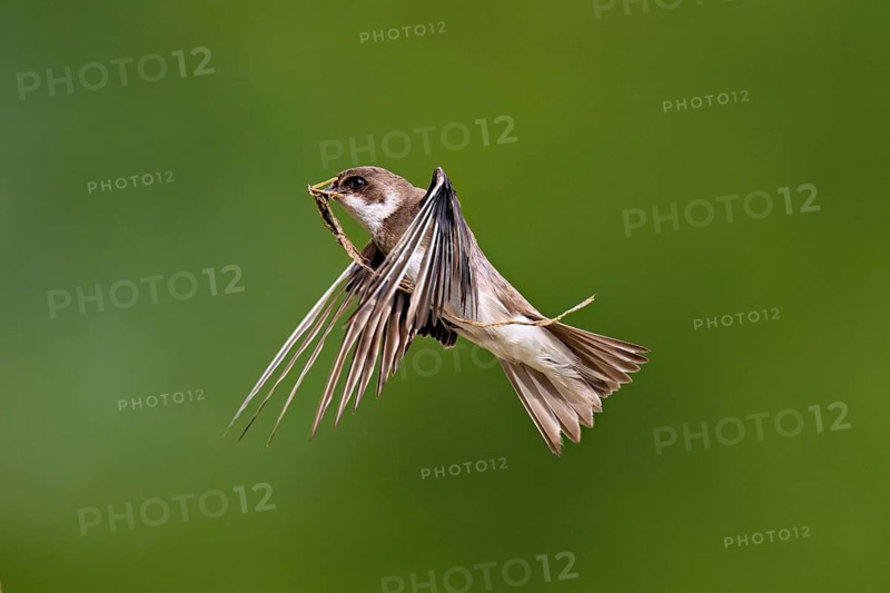 Sand martin (Riparia riparia), in flight with nesting material in its beak, Reussegg nature reserve, Canton Aargau, Switzerland