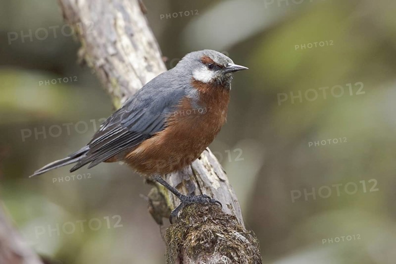 Giant Conebill (Oreomanes fraseri), Ecuador