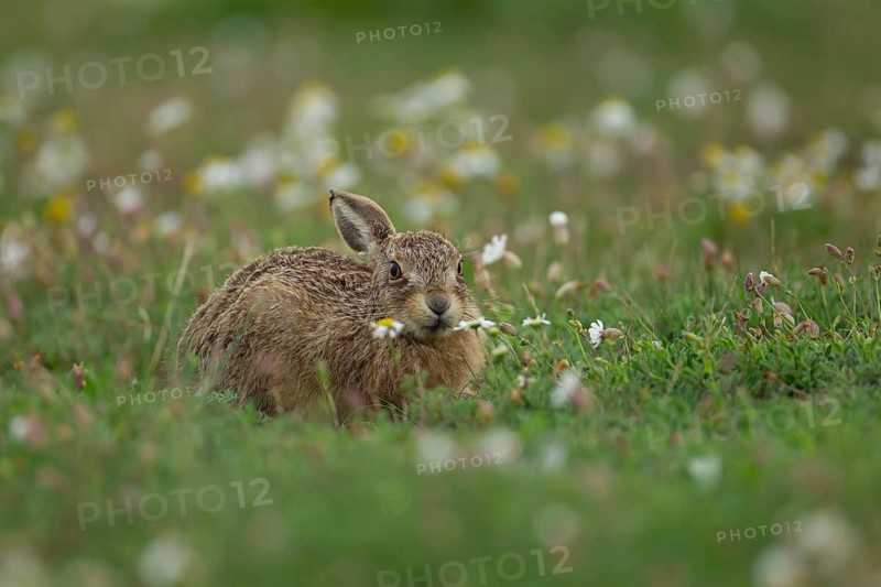 European brown hare (Lepus europaeus) juvenile baby leveret animal feeding amongst wildflowers in summer, Suffolk, England, United Kingdom