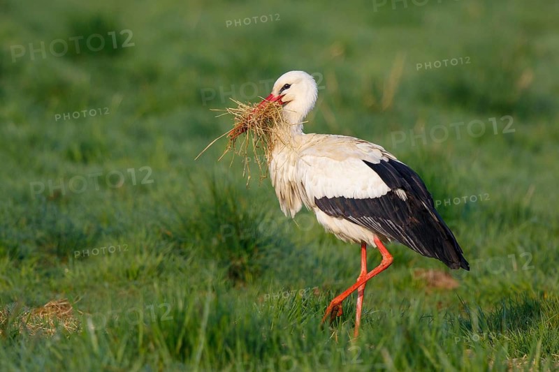 White Stork (Ciconia ciconia) with nesting material, North Rhine-Westphalia, Germany