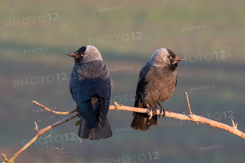 Western Jackdaw (Coloeus monedula) perched on a branch, Puszta, Hungary