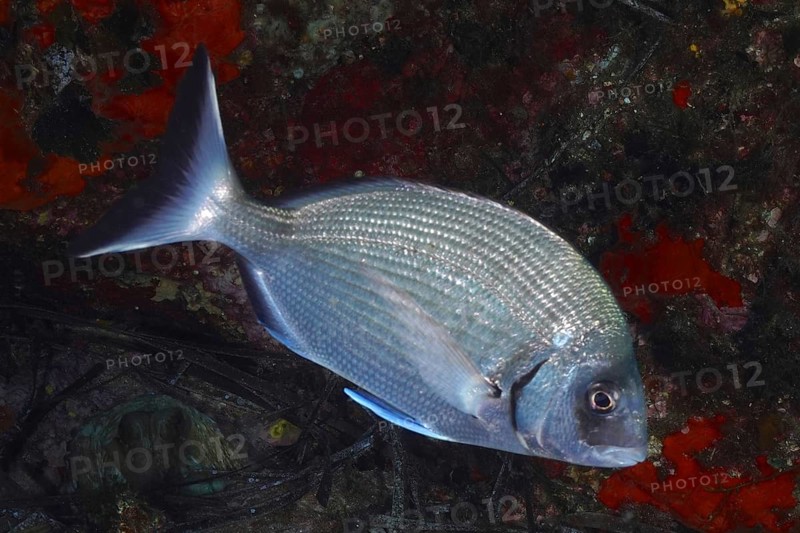 White bream (Diplodus sargus sargus)