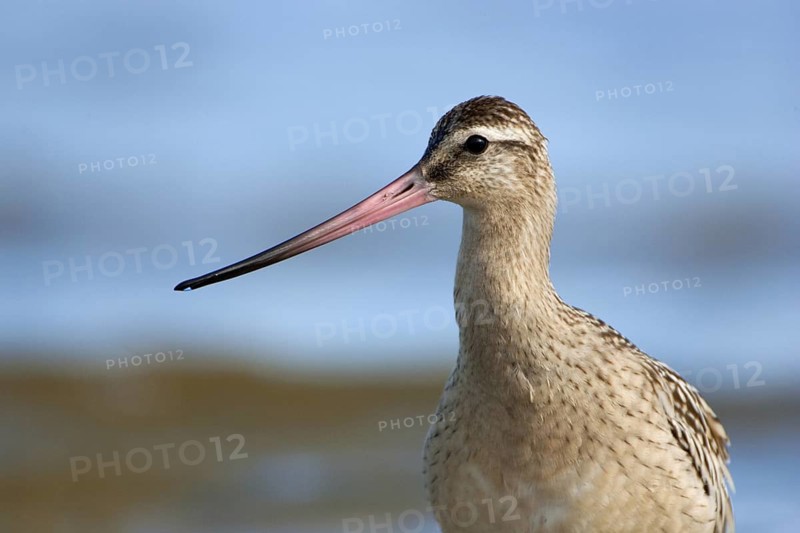 Bar-tailed Godwit (Limosa lapponica), Schleswig-Holstein, Germany