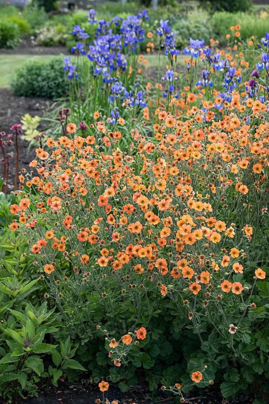 Carnation root (Geum 'Totally Tangerine'), Harry van de La assortment garden, Netherlands