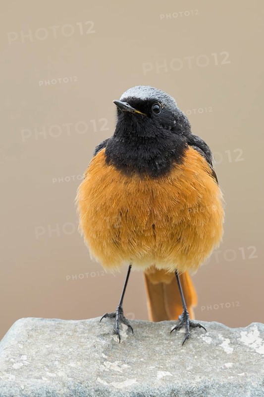 Black Redstart - Hausrotschwanz - Phoenicurus ochruros ssp. phoenicuroides, Kyrgyzstan, adult male