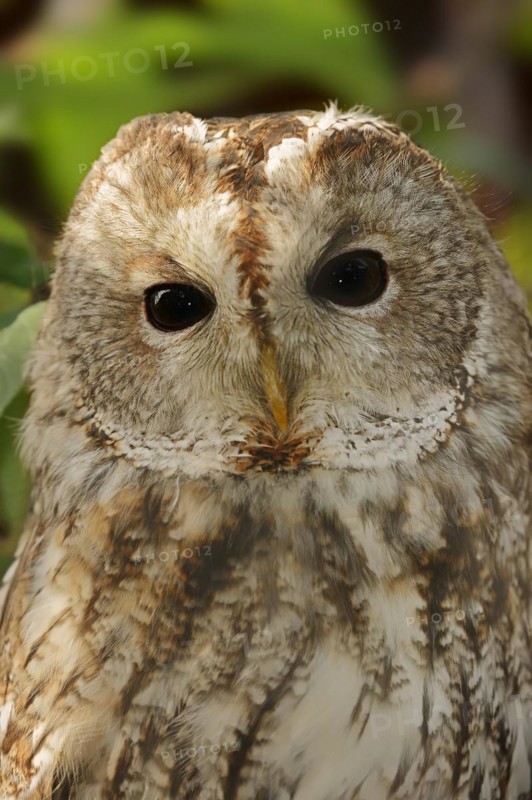 Tawny owl (Strix aluco), portrait, North Rhine-Westphalia, Germany