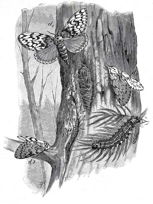 Nun, Lymantria monacha, Liparis monacha, a butterfly, moth, from the subfamily of the carrier moth, Lymantriinae, within the owl moth family, 1896, illustration, reproduction from a model from the 19th century. Authentic, file restored for optimal use, exact date of submission unknown, historical