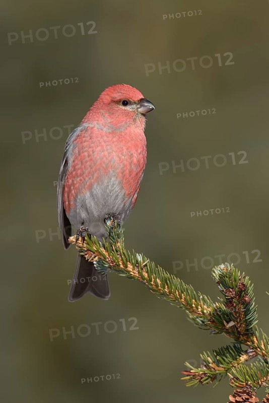 Pine Grosbeak (Pinicola enucleator) male perched on a branch, Alaska, USA