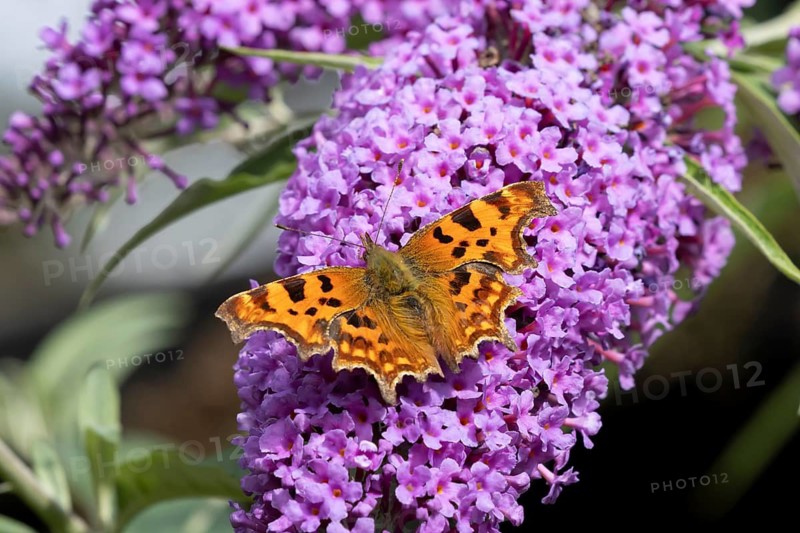 Comma butterfly (Polygonia c-album) adult insect feeding on a garden purple Buddleia or Buddleja flowers in summer, RSPB Minsmere nature reserve, Suffolk, England, United Kingdom