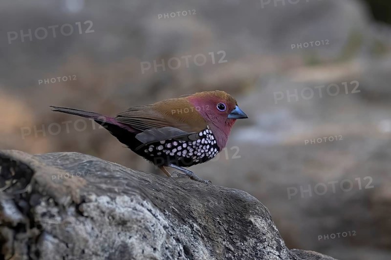 Pink-throated Twinspot (Hypargos margaritatus) male, South Africa