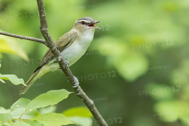 Red-eyed Vireo (Vireo olivaceus) perched on a branch in Ontario, Canada
