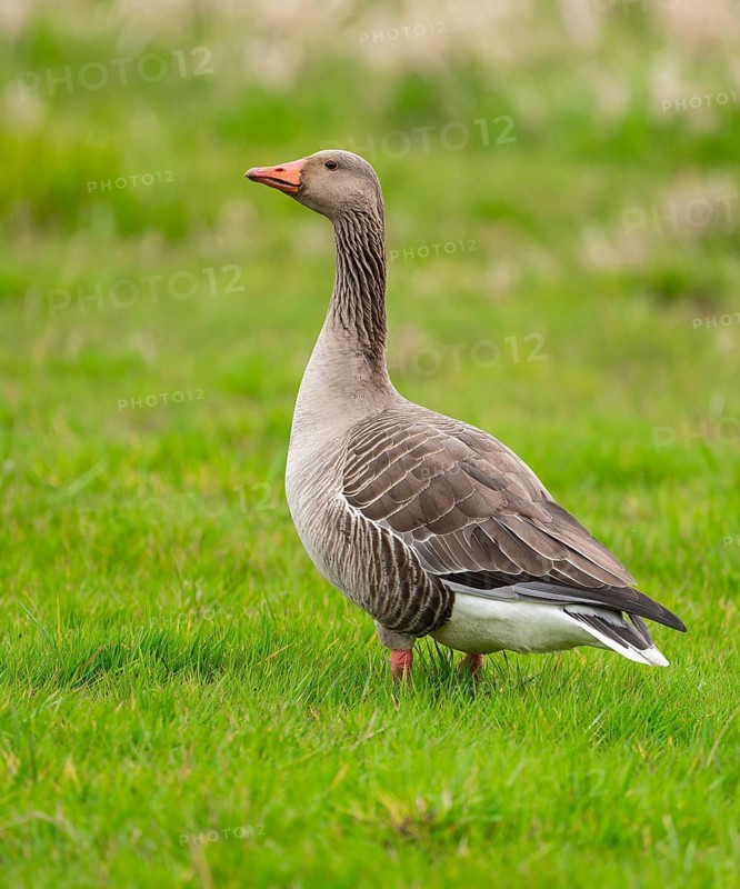 Greylag goose (Anser anser) standing in a meadow, Lower Saxony, Germany