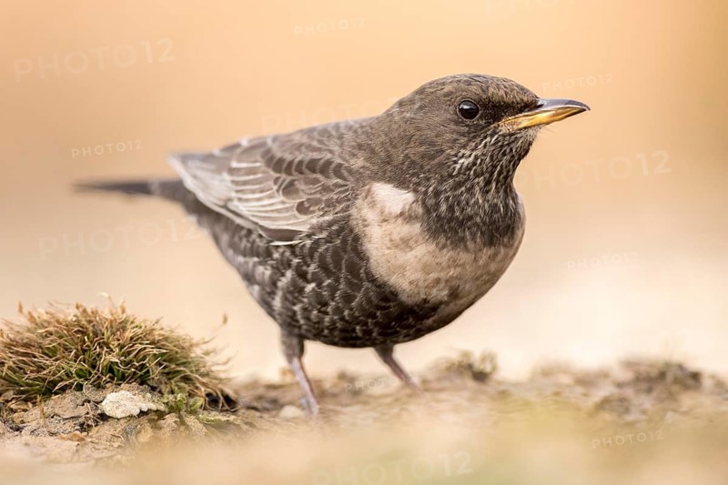 Ring Ouzel (Turdus torquatus) female, Aragon, Spain