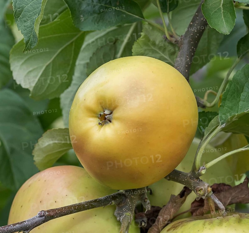 Apple (Malus domestica 'Landsberger Renette'),  Germany