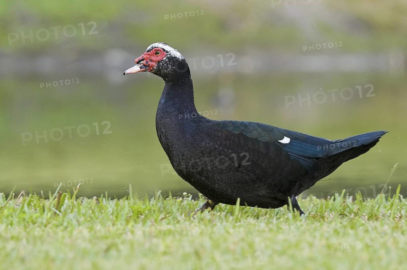 Muscovy Duck (Cairina moschata), Florida, USA