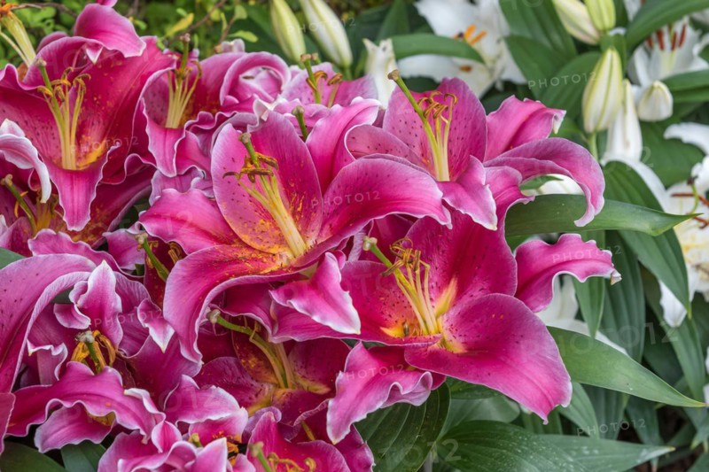 Lily (Lilium 'After Eight'), Cambridge Botanical Garden, Czech Republic