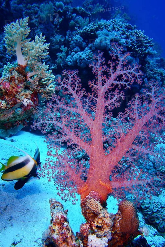Hemprich's Tree Coral (Dendronephthya hemprichi)