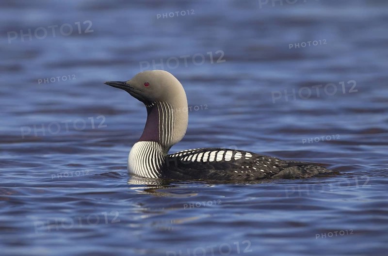 Canada, Manitoba, breeding adult, June