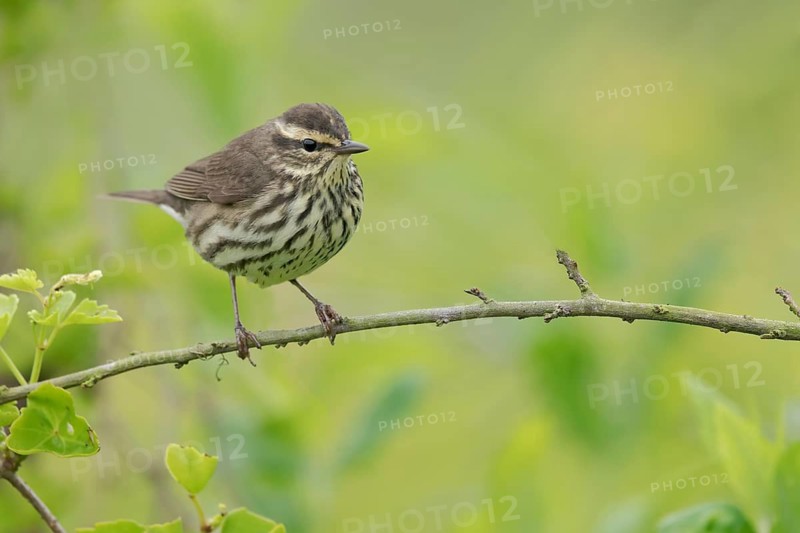 Northern Waterthrush (Parkesia noveboracensis), Texas, USA