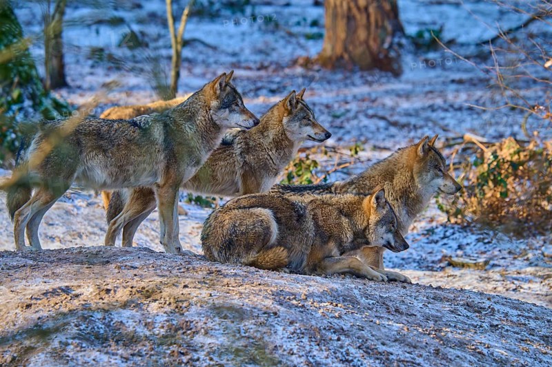 Four wolves attentively observing their surroundings in the snow-covered forest, pack, winter, wolf (Canis lupus), Germany