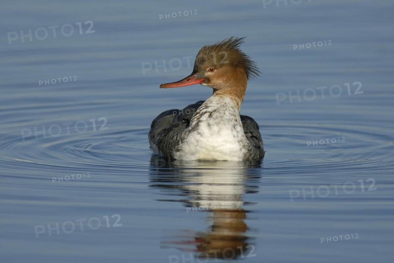 Red-breasted Merganser (Mergus serrator) female, Hokkaido, Japan