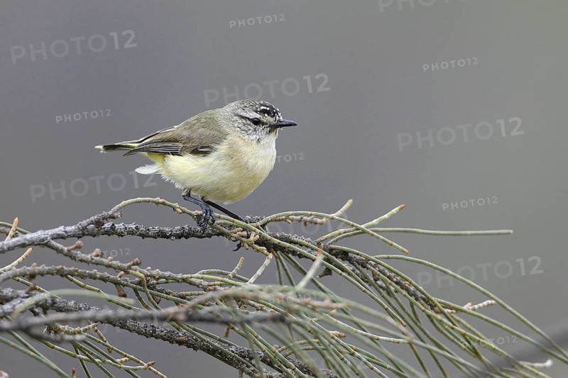 Yellow-rumped Thornbill (Acanthiza chrysorrhoa), New South Wales, Australia