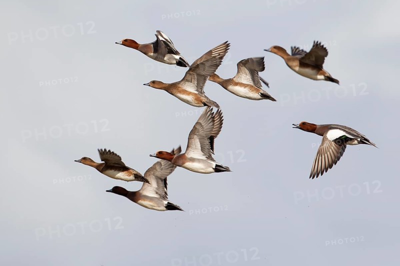 Eurasian wigeon duck (Mareca penelope) adult ducks birds in flight in a flock, Norfolk, England, United Kingdom