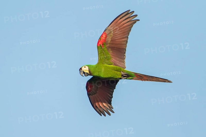 Chestnut-fronted Macaw (Ara severus) flying, Bolivia