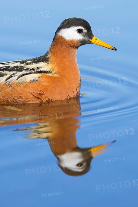 Red phalarope, grey phalarope (Phalaropus fulicarius) close-up of female in breeding plumage swimming in pond in spring, summer, Svalbard, Norway