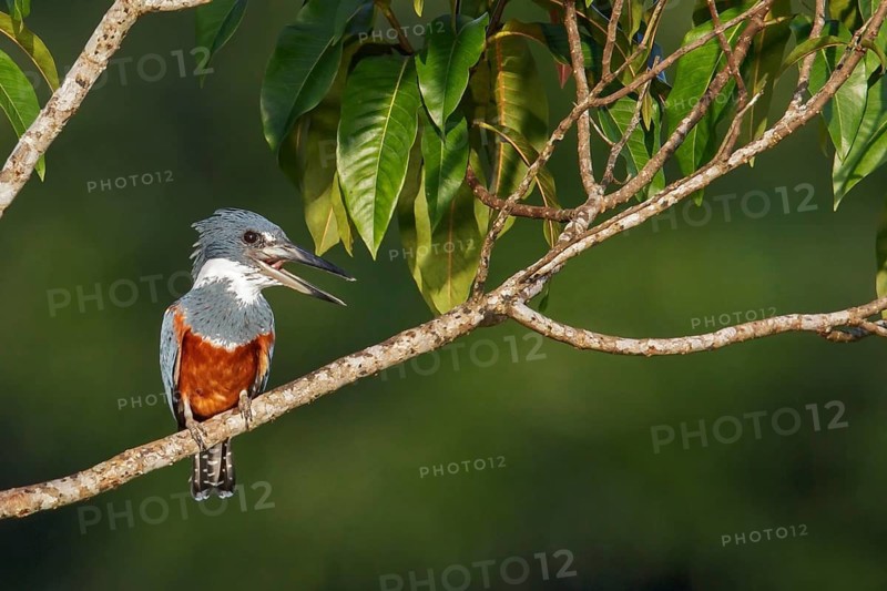 Ringed Kingfisher (Megaceryle torquata) perched on a branch in Ecuador