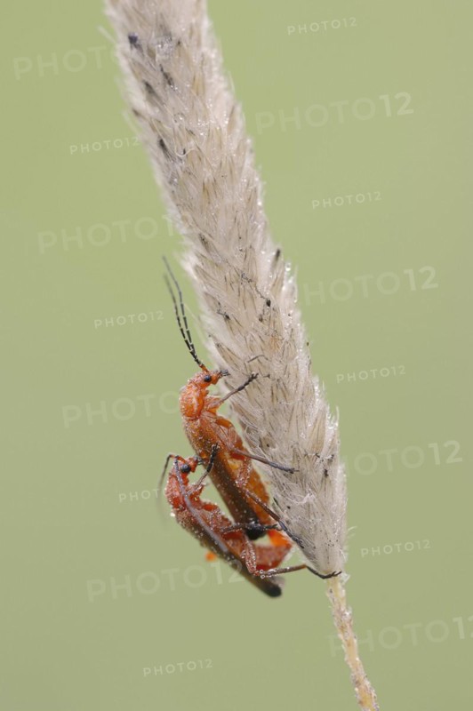 Common red soldier beetle (Rhagonycha fulva), copulating pair, North Rhine-Westphalia, Germany