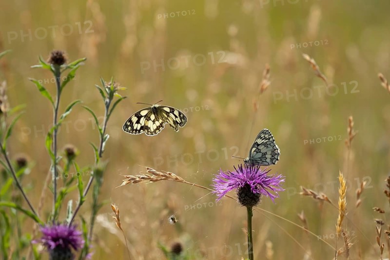 Marbled white butterfly (Melanargia galathea) two adult insect butterflies in grassland in summer, Suffolk, England, United Kingdom