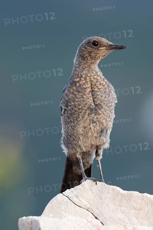 Blue Rock Thrush (Monticola solitarius) juvenile perched on a rock, Primorje, Croatia